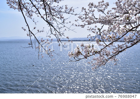Kaizu Osaki和琵琶湖的櫻花 76988047