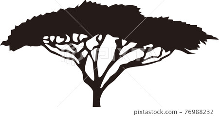 Acacia tree Acacia tree 76988232