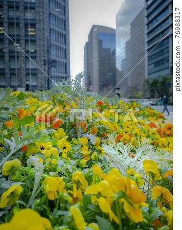 Office buildings and flowers in Otemachi, Tokyo 76988317