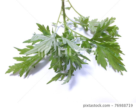 春味艾草 76988719