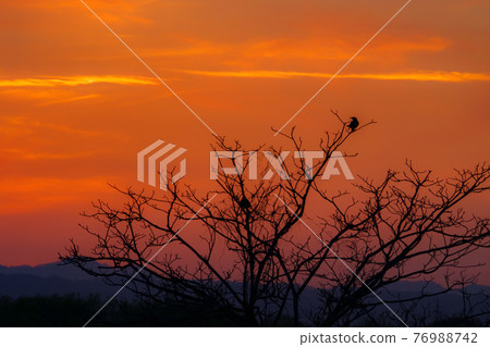 落日的天空 76988742