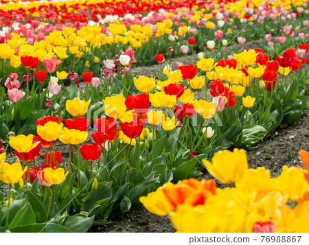 Tulips in the paddy field in front of the roots Tulips in the paddy field in front of the roots 76988867