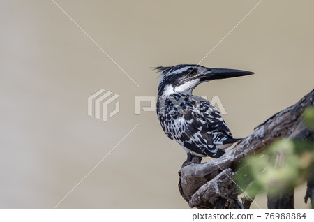 Pied Kingfisher on branch tree. Pied Kingfisher on branch tree. 76988884