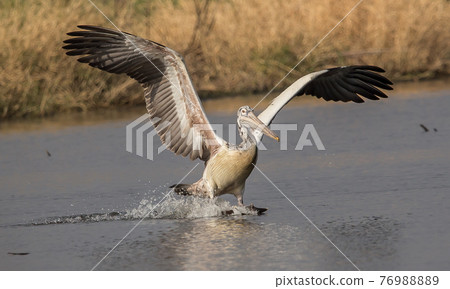 Pelican while flying into the pond. 76988889
