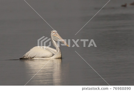 Pelican is floating for fish in the pond. 76988890