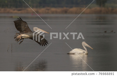 Pelican while flying into the pond. 76988891