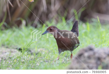 Ruddy-breasted Crake walking for food beside the field. Ruddy-breasted Crake walking for food beside the field. 76988905