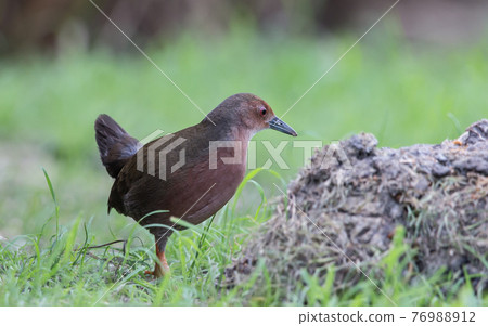 Ruddy-breasted Crake walking for food beside the field. 76988912