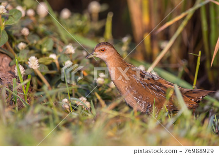 Baillon's Crake standing behind the rice plant. Baillon's Crake standing behind the rice plant. 76988929