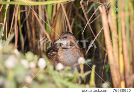 Baillon's Crake standing behind the rice plant. Baillon's Crake standing behind the rice plant. 76988930