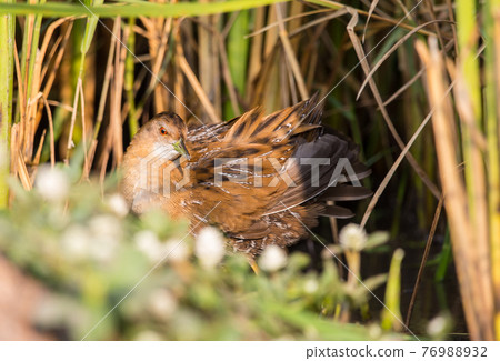 Baillon's Crake standing behind the rice plant. Baillon's Crake standing behind the rice plant. 76988932