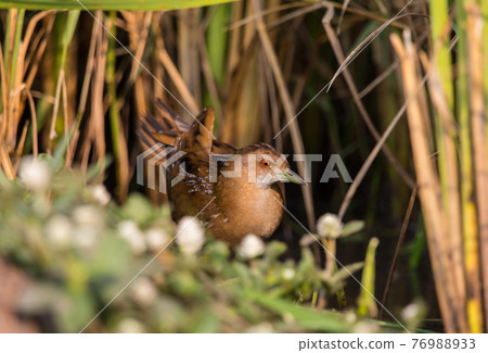 Baillon's Crake standing behind the rice plant. 76988933