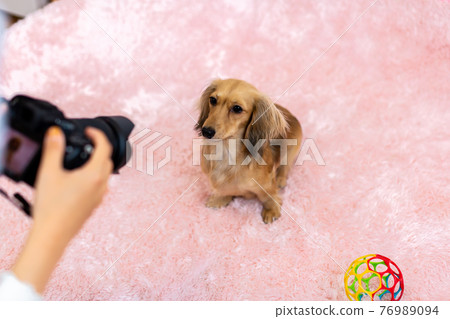 射殺你的狗 Kaninhen Dachshund 76989094