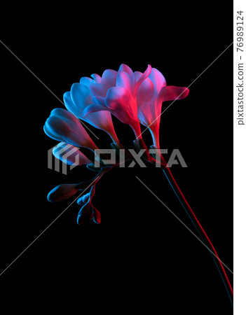 White Freesia flowers blooming, with buds on stem, pink and blue neon light. Isolated on black background. 76989124