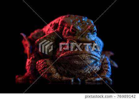 Two common toads spring mating, red and blue neon light, isolated on black background Two common toads spring mating, red and blue neon light, isolated on black background 76989142