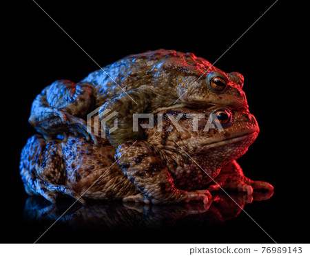 Two common toads spring mating, red and blue neon light, isolated on black background 76989143