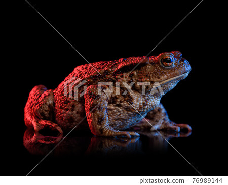 Common toad portrait in red and blue neon light isolated on black backgroun Common toad portrait in red and blue neon light isolated on black backgroun 76989144