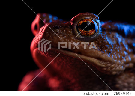 Common toad portrait macro in red and blue neon light Common toad portrait macro in red and blue neon light 76989145
