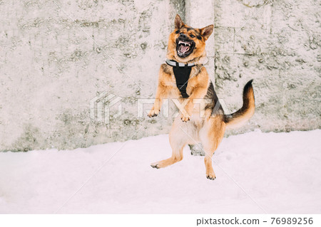 Training Of Purebred German Shepherd Dog In Special Outfit. Alsatian Wolf Dog Jumping During Exercise. Attack And Defence. Winter Snowy Day Training Of Purebred German Shepherd Dog In Special Outfit. Alsatian Wolf Dog Jumping During Exercise. Attack And Defence. Winter Snowy Day 76989256