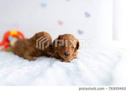 Puppy toy poodle Puppy toy poodle 76989468