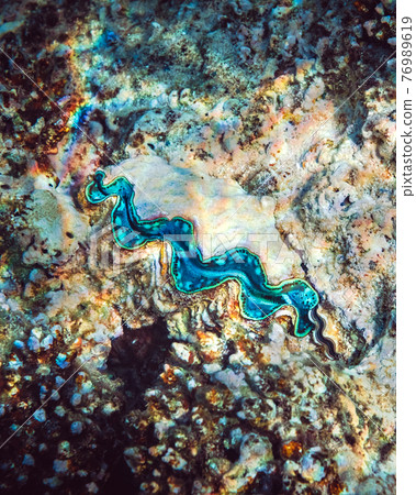 Fluted giant clam in the tropical coral reef Fluted giant clam in the tropical coral reef 76989619