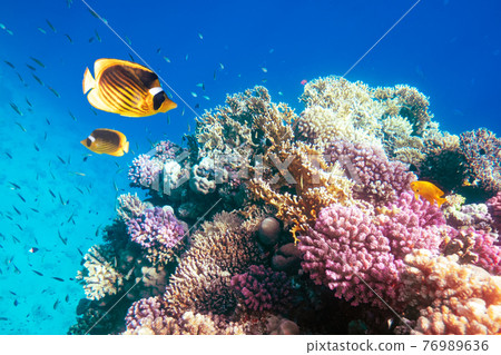 Two yellow butterfly fish on a coral reef Two yellow butterfly fish on a coral reef 76989636