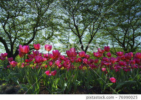 公園鬱金香 公園鬱金香 76990025