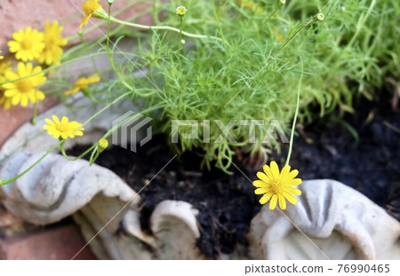 Lovely Fresh Butter Daisy in A Garden 76990465