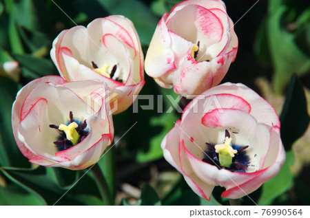 [Variety: Moulin Rouge] Color-changing tulips that spread as the red color of the red petals blooms on a white background 76990564