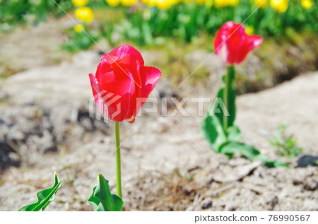 [Variety: Moulin Rouge] Color-changing tulips that spread as the red color of the red petals blooms on a white background 76990567