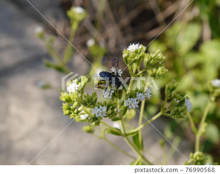 I found a blue bee Rurimon bee 76990568