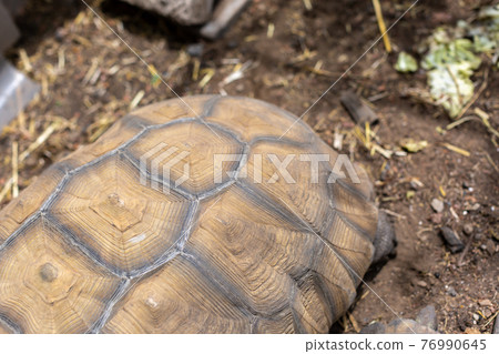 赫爾曼陸龜,烏龜,陸龜 赫爾曼陸龜,烏龜,陸龜 76990645