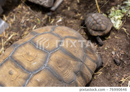 赫爾曼陸龜，烏龜，陸龜 76990646
