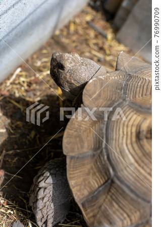 赫爾曼陸龜,烏龜,陸龜 赫爾曼陸龜,烏龜,陸龜 76990709