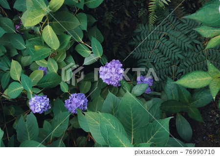 蕨類植物和繡球花 76990710