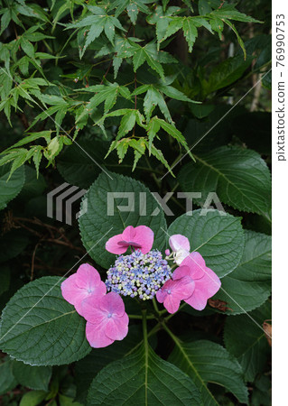 粉紅繡球花和鮮綠楓 76990753
