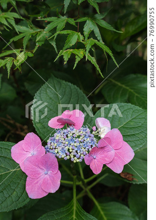 Pink hydrangea and fresh green maple 76990755