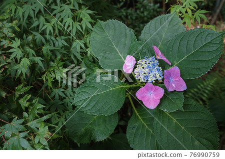 粉紅繡球花和鮮綠楓 76990759