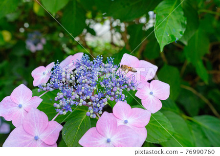 蜜蜂和繡球花 蜜蜂和繡球花 76990760