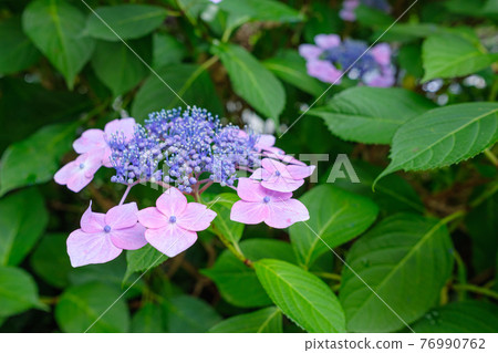 Pink hydrangea Pink hydrangea 76990762