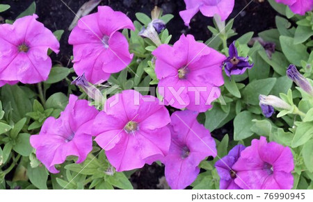 Fresh Purple Petunia Flowers in A Garden Fresh Purple Petunia Flowers in A Garden 76990945