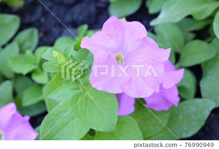 Fresh Purple Petunia Flowers in A Garden Fresh Purple Petunia Flowers in A Garden 76990949