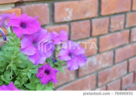 Fresh Purple Petunia Flowers in A Garden Fresh Purple Petunia Flowers in A Garden 76990950