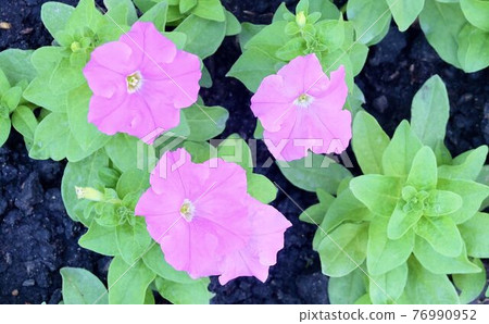 Fresh Purple Petunia Flowers in A Garden Fresh Purple Petunia Flowers in A Garden 76990952