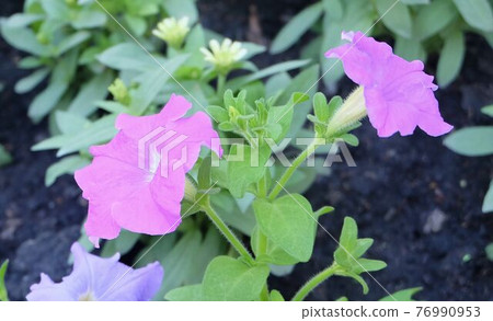 Fresh Purple Petunia Flowers in A Garden Fresh Purple Petunia Flowers in A Garden 76990953