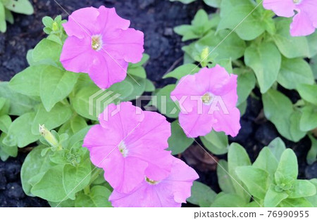 Fresh Purple Petunia Flowers in A Garden Fresh Purple Petunia Flowers in A Garden 76990955