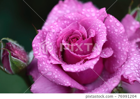 花的女王 花的女王 76991204