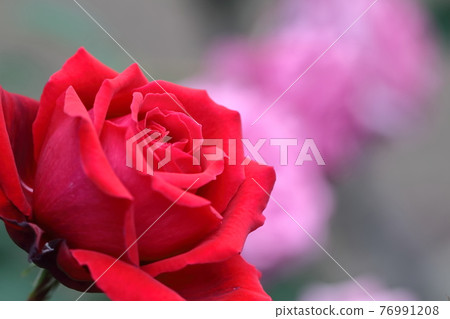 花的女王 花的女王 76991208