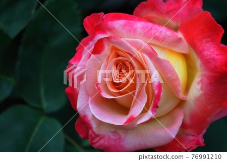 花的女王 花的女王 76991210
