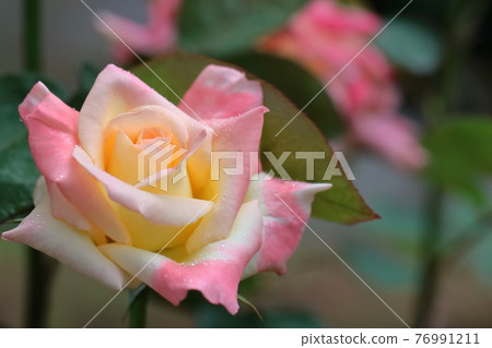 花的女王 花的女王 76991211